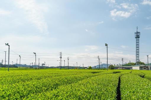島田市 金谷富士見町の茶畑(静岡) 島田市 金谷富士見町の茶畑(静岡) 島田市,金谷,金谷富士見町の写真素材