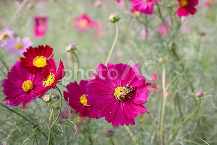 花の誘惑：蜂とコスモスの秋の対話 コスモス,景色,風景の写真素材