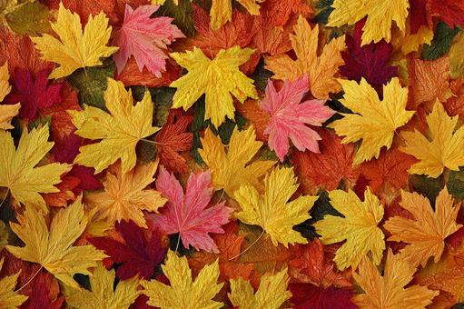 暖色系の紅葉の葉の全面パターンの写真
