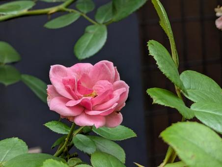 薔薇 薔薇の写真