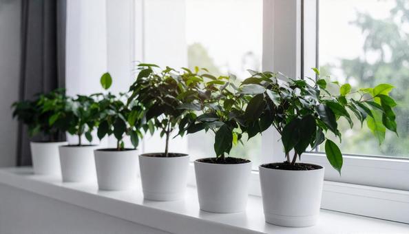 窓際の観葉植物・ミニ植物・ポトス 窓際の観葉植物・ミニ植物・ポトスの写真