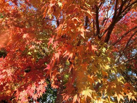 Autumn leaves season, JPG Autumn leaves season, JPG