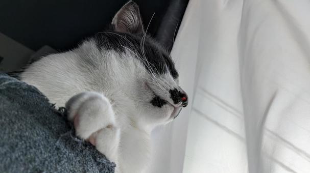 猫のいる暮らし 猫のいる暮らし ハチワレ,想い,見つめるの写真素材