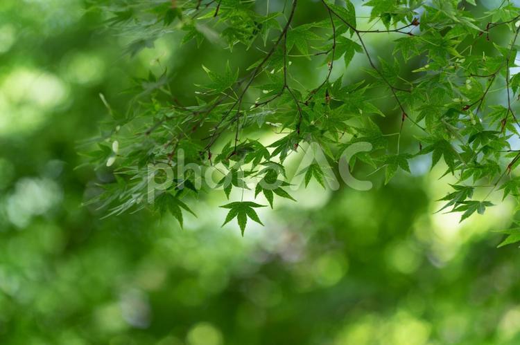 緑のカエデと玉ボケ 新緑,もみじ,夏の写真素材