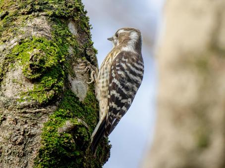木にとまるコゲラ・キツツキ 木にとまるコゲラ・キツツキの写真