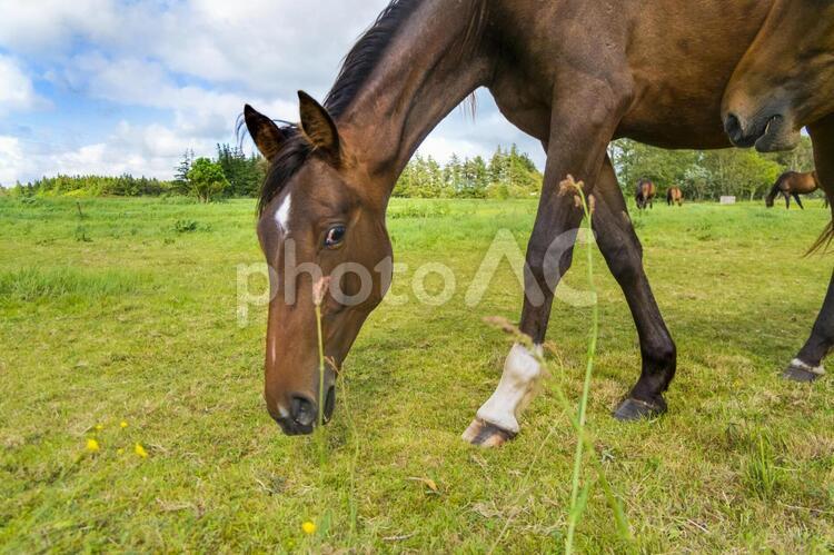 デンマークの人懐っこい馬 馬,牧場,競走馬の写真素材