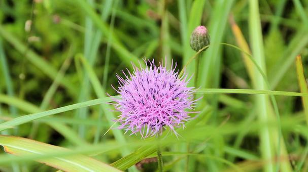 ノハラアザミの花 ノハラアザミの花 ノハラアザミ,夏,キク科の写真素材
