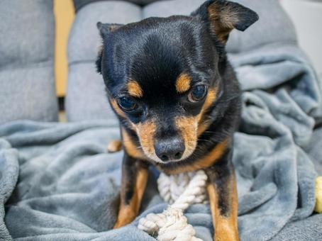 ソファに座る犬(チワワ・ミニピン) ソファに座る犬(チワワ・ミニピン)の写真