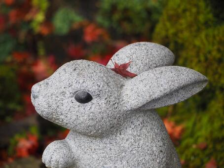 うさぎ うさぎ,秋,紅葉の写真素材