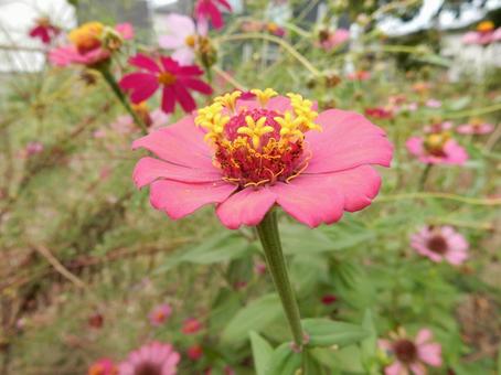 【花の写真】 ヒャクニチソウ(百日草) 【花の写真】 ヒャクニチソウ(百日草) 百日草,ヒャクニチソウ,植物の写真素材