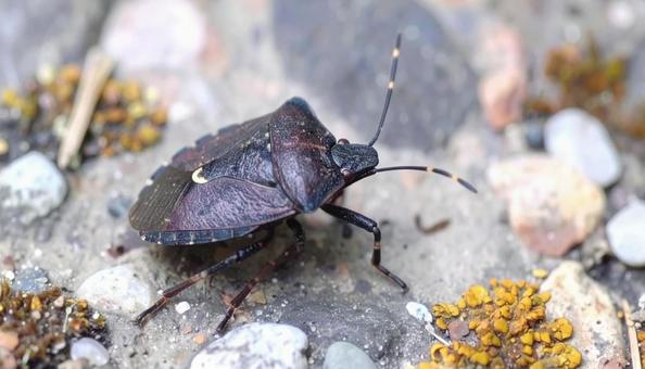 秋の昆虫黒いカメムシと落ち葉 秋の昆虫黒いカメムシと落ち葉の写真