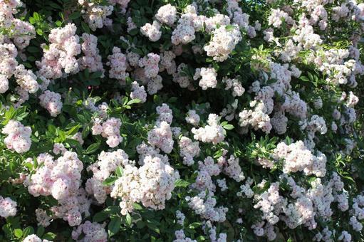 ばら178 ばら178 バラ,薔薇,ガーデニングの写真素材