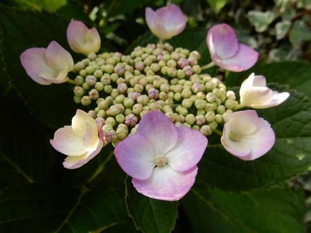 【花の写真】紫陽花の花 【花の写真】紫陽花の花 紫陽花,アジサイ,あじさいの写真素材