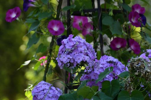 カンパニュラ カンパニュラ,花,可憐の写真素材