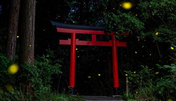 蛍と鳥居 蛍と鳥居の写真