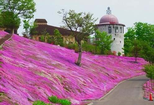 芝桜公園 芝桜公園の写真