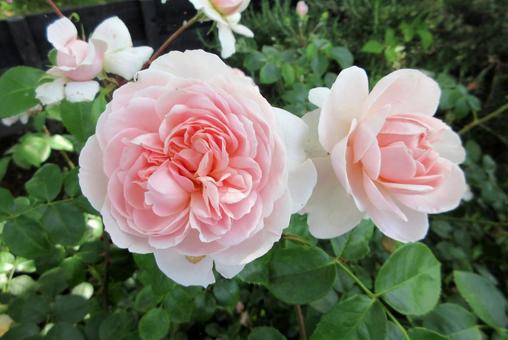 ピンク色の薔薇 ピンク色の薔薇の写真