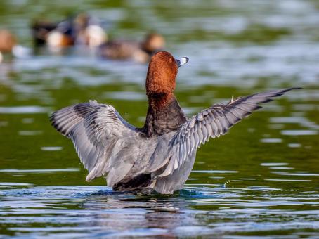 池で羽ばたくホシハジロ・カモ・鴨 ホシハジロ,鴨,野鳥の写真素材