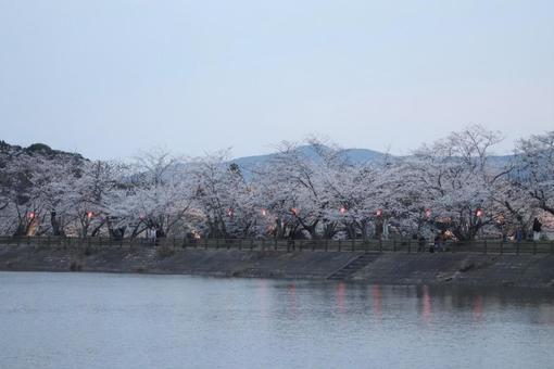 Photo, sakura, cherry blossoms, flower, 
