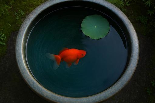陶器の水鉢と金魚 陶器の水鉢と金魚の写真