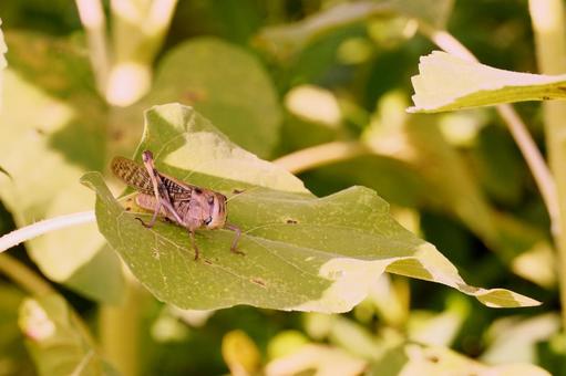 A grasshopper standing in the grass, JPG
