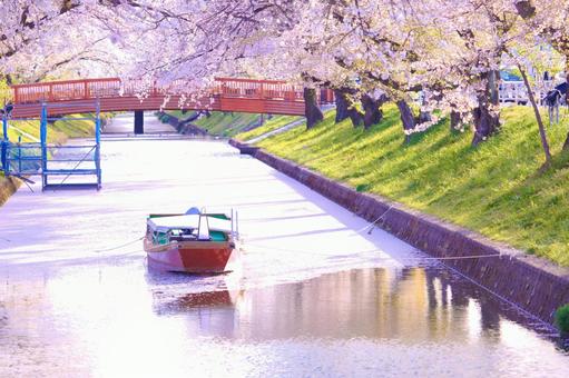 [愛知県]丹羽郡大口町の五条川の桜並木 桜,桜並木,菜の花の写真素材