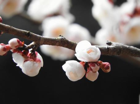 梅の花の写真