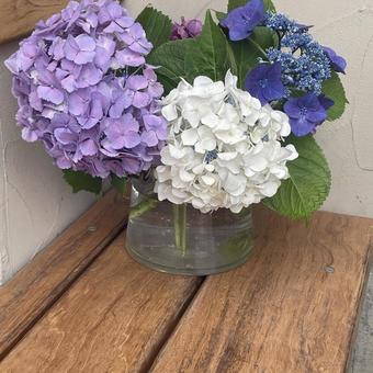 紫陽花 紫陽花 飾り,6月,雨の写真素材