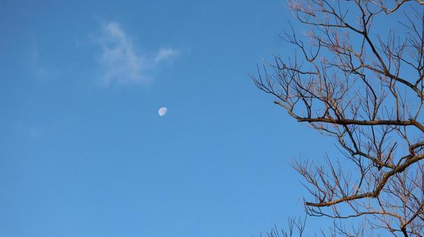 青白い月(横) 青白い月(横)の写真