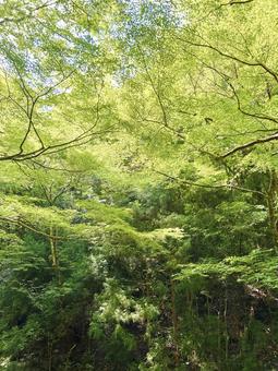 緑あふれる森林の風景 緑あふれる森林の風景 森林浴,森林,森の写真素材