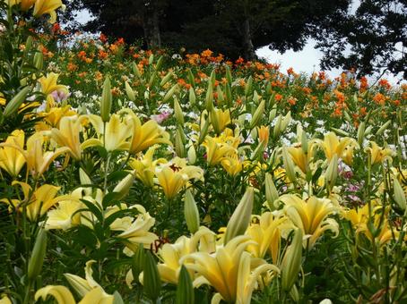 黄色いユリの花畑 黄色いユリの花畑 ユリ,花,黄色の写真素材