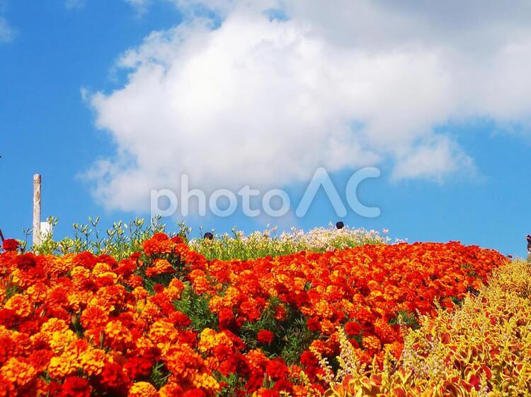 鮮やかな花畑 自然,花,葉の写真素材