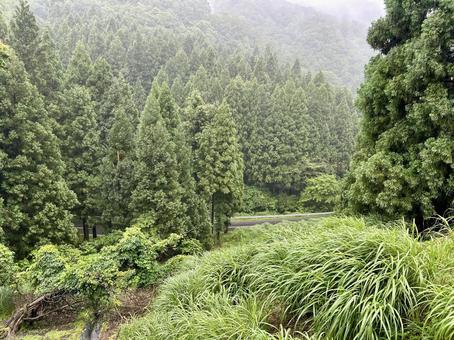 道が見える霧がかった山 道が見える霧がかった山 山,木,森の写真素材