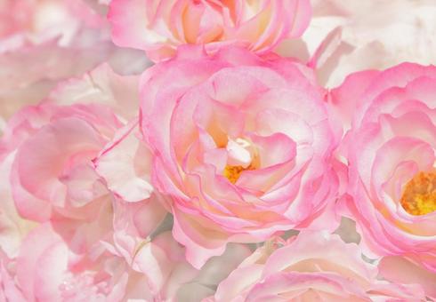 Photo, flower arrangement, flower, arrangement, 