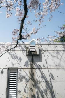 Sunlight filtering through cherry blossoms, JPG Sunlight filtering through cherry blossoms, JPG