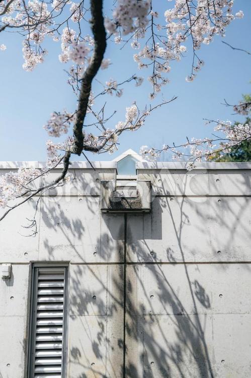 桜の木漏れ日 桜,さくら,ソメイヨシノの写真素材