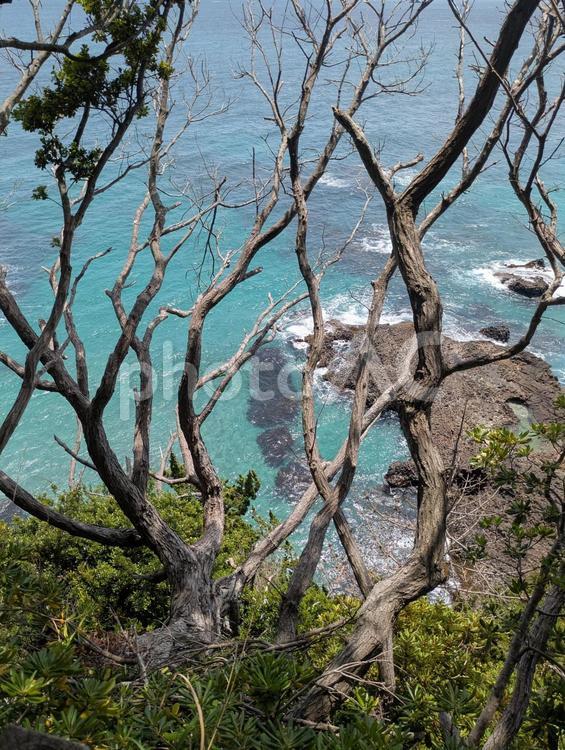 木々と海 海,木々,自然の写真素材