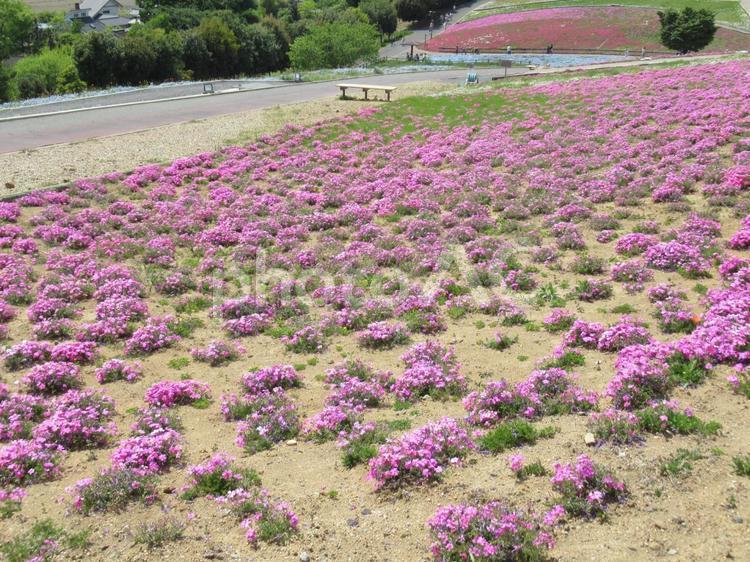 芝桜（ハナツメクサ） 芝桜,シバザクラ,花の写真素材