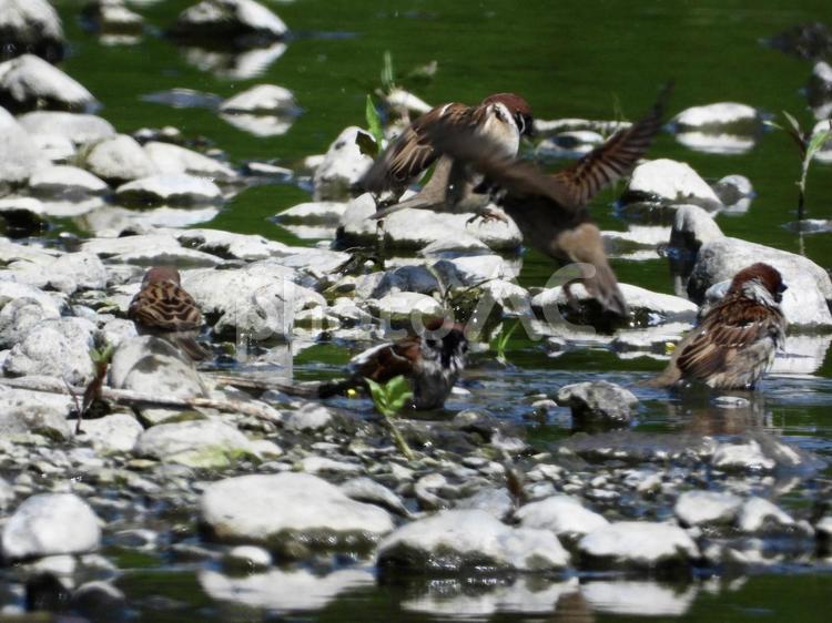 水浴びをするスズメの群れ 鳥,野鳥,スズメの写真素材