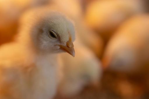 眠くて目がうつろな可愛いヒヨコの顔 ヒヨコ,半目,眠いの写真素材