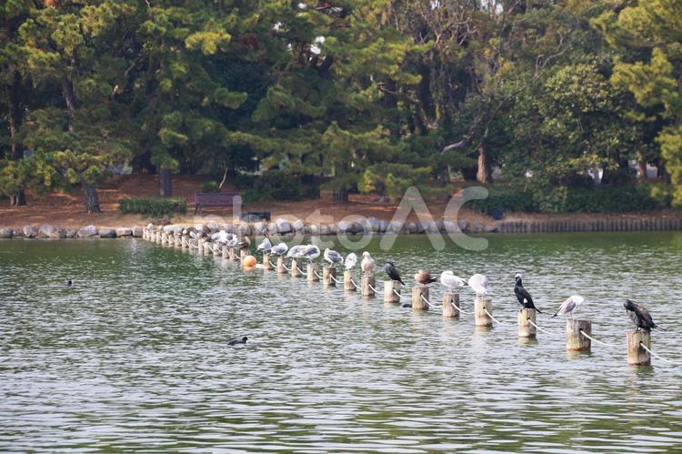 公園の池で休む野鳥たち 大濠公園,アオサギ,マガモの写真素材
