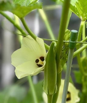 朝早く オクラの花と実 朝早く オクラの花と実の写真