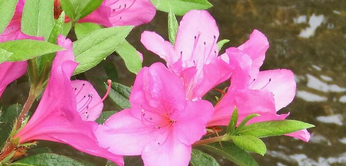 ピンク色のツツジのそれぞれの顔 ピンク色のツツジのそれぞれの顔の写真