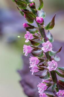 秋口に咲きはじめる赤紫蘇の花 秋口に咲きはじめる赤紫蘇の花 植物,花,自然の写真素材