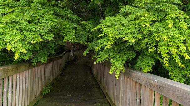 木道ともみじの写真