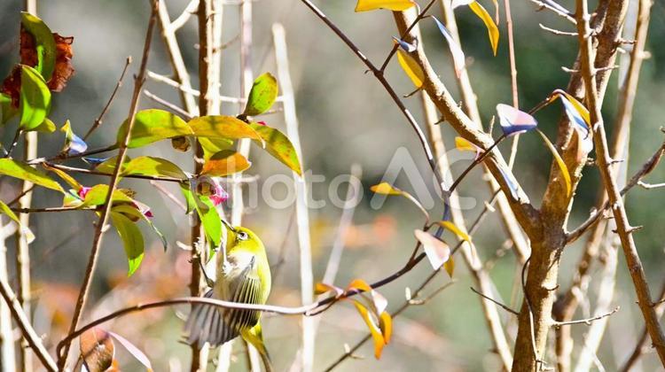 メジロの羽ばたき　 野鳥,鳥,小鳥の写真素材