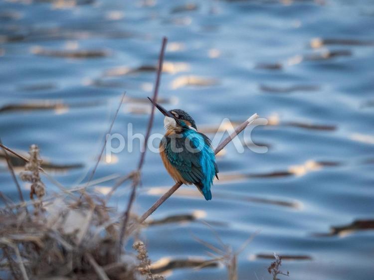 野鳥撮影　カワセミ カワセミ,野鳥,野鳥撮影の写真素材