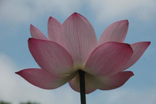 Lotus flowers in Okamoto, Kamakura, JPG Lotus flowers in Okamoto, Kamakura, JPG