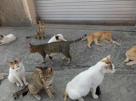 野良猫の集会 野良猫の集会の写真