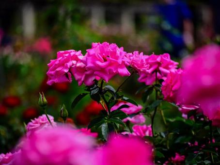 バラ(品種:ローズうらら) バラ(品種:ローズうらら)の写真